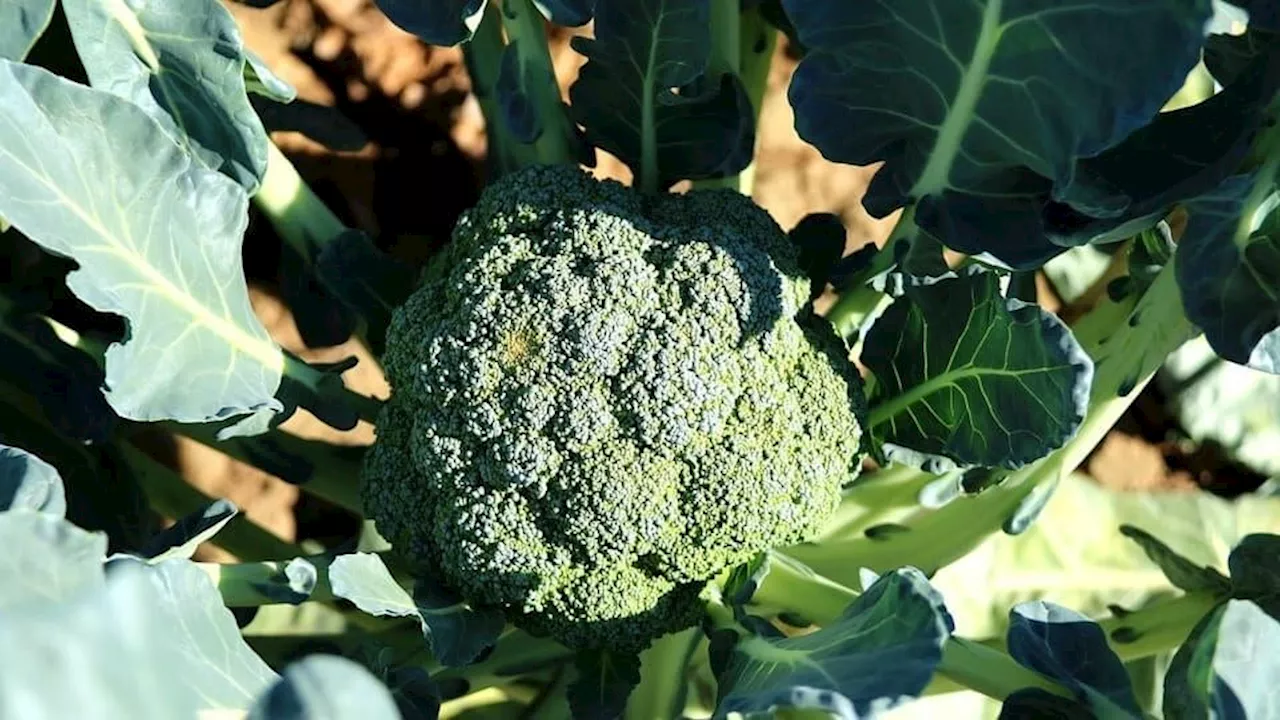 Guanajuato Líder Nacional en Producción de Brócoli y Coliflor