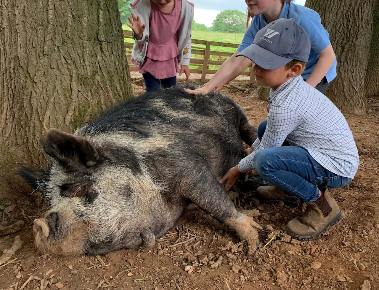 Free Educational Trips to Goodheart Animal Sanctuary for Schools