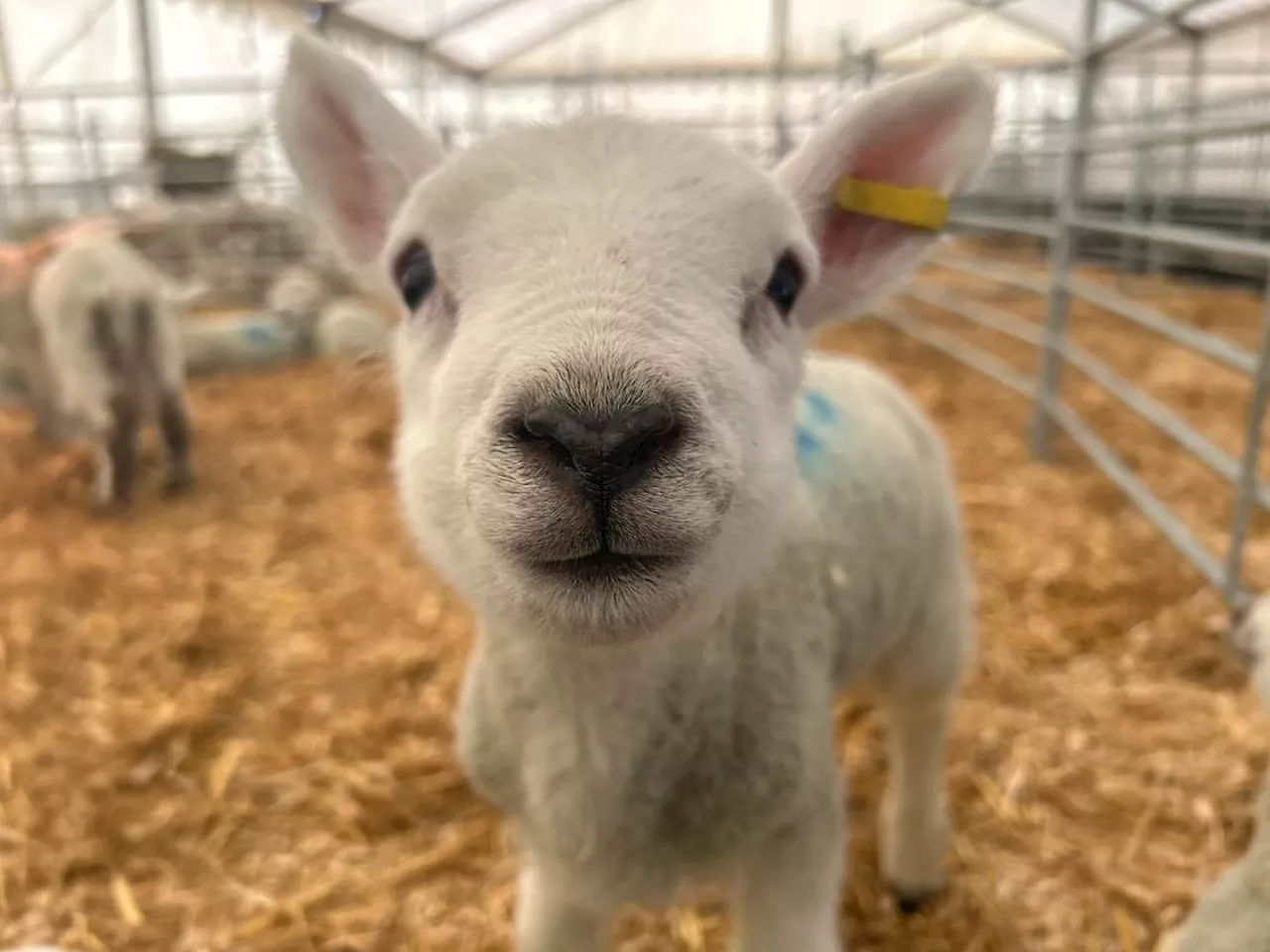 Hundreds of New Arrivals at Staffordshire Farm for New Life on the Farm event