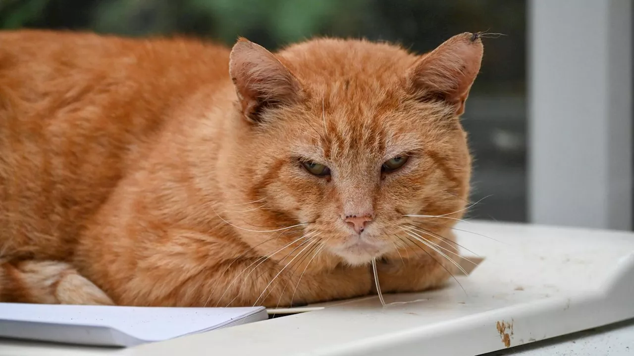 Kater in der Klinik: Arzt operiert Katze in Krankenhaus