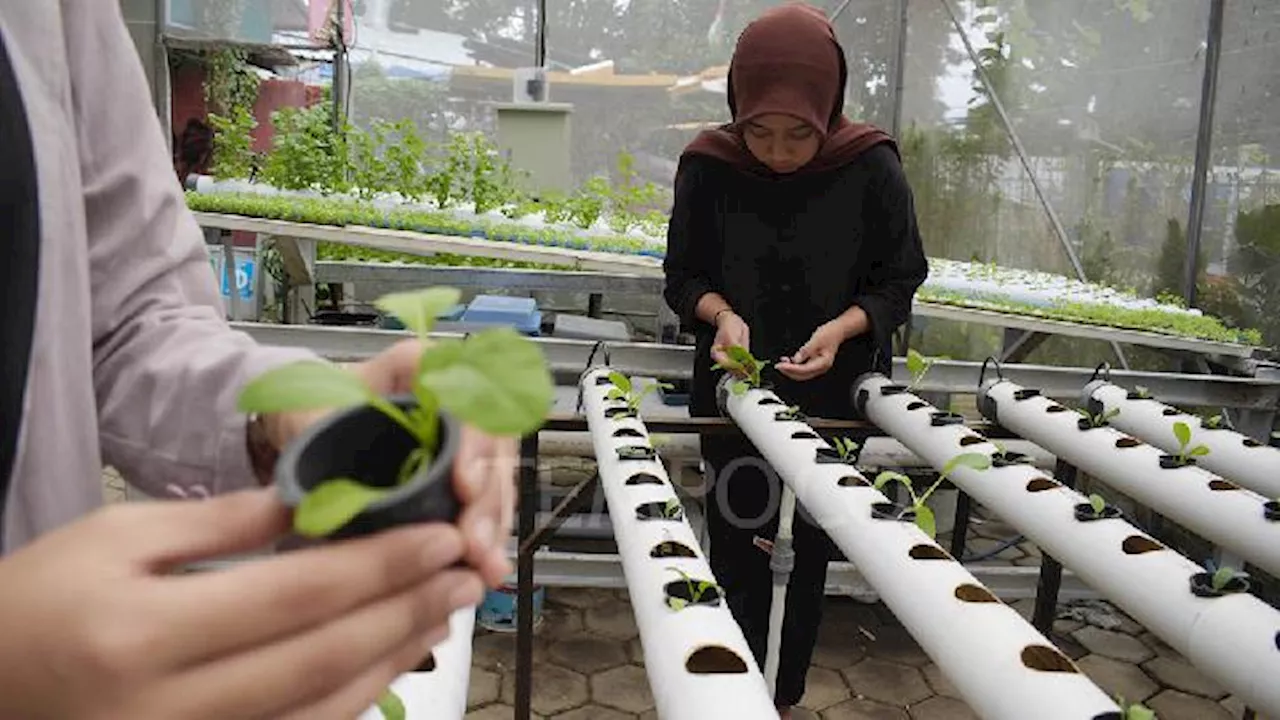 Siswi SMKN 3 Baleendah Merintis Karir di Pertanian Urban Farming