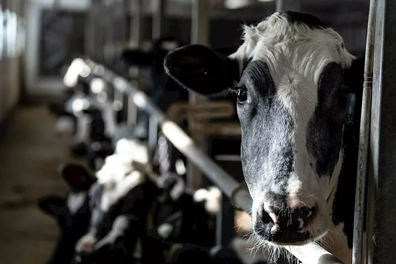 Canada's Dairy System Faces U.S. Pressure