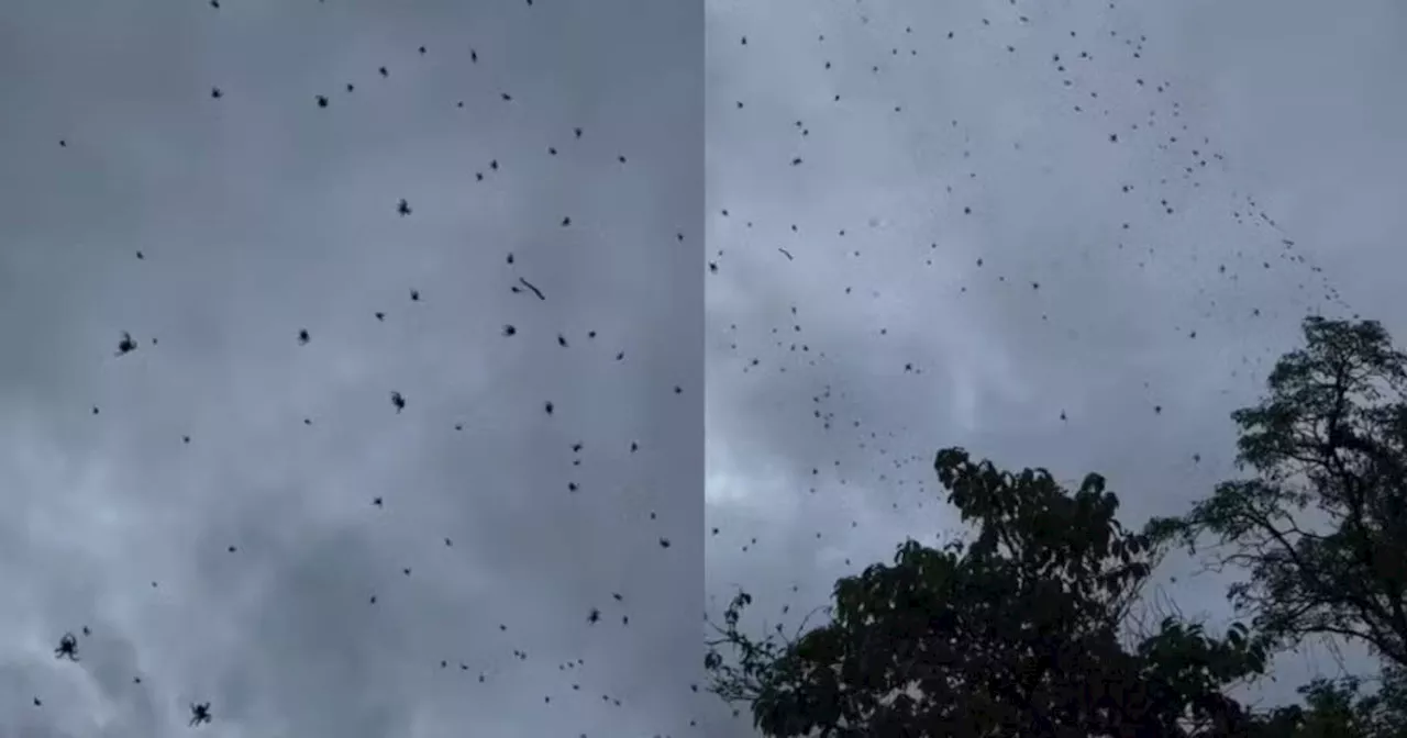 Chuva de Aranhas em Minas Gerais Vira Viral