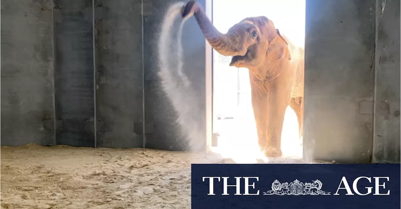 Australia Welcomes First Male Elephant Born in the Country