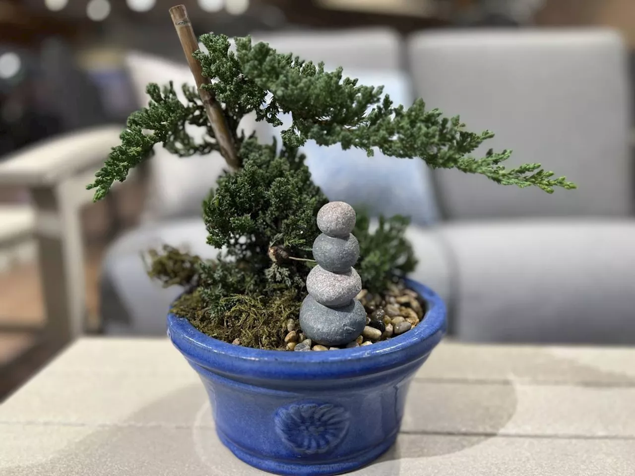 Be patient and don't be intimidated by growing a bonsai