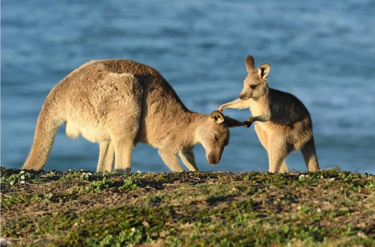 World's First Kangaroo Embryo Produced via IVF: A Step Towards Saving Endangered Marsupials