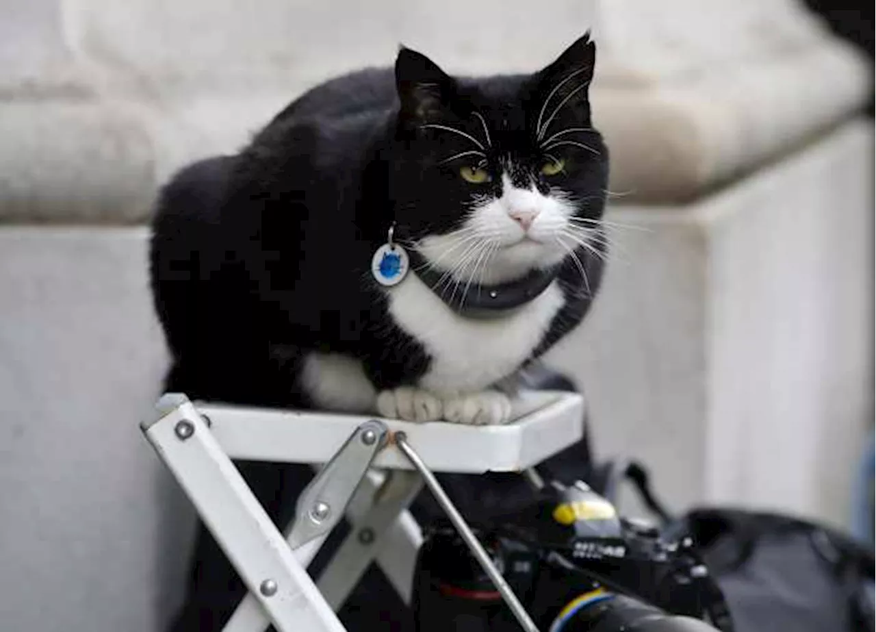 Retired UK Government Cat Becomes Diplomatic Consultant in Bermuda