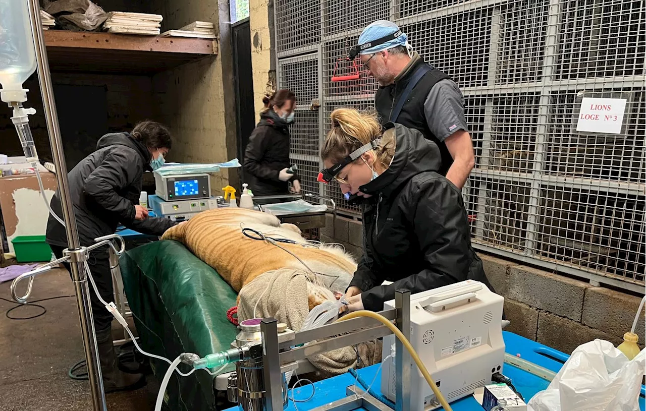 Opération réussie pour deux fauves au parc animalier Les Terres de Nataé