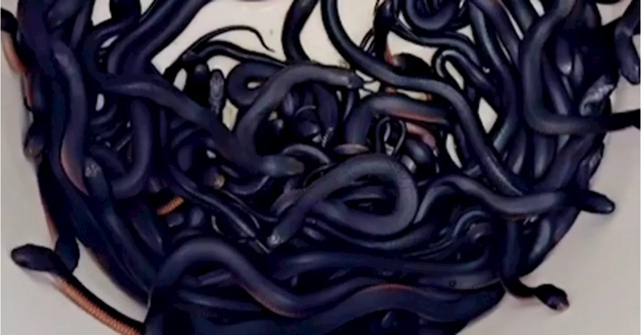 Snake Catcher Captures 102 Red-Bellied Black Snakes in Backyard Woodpile