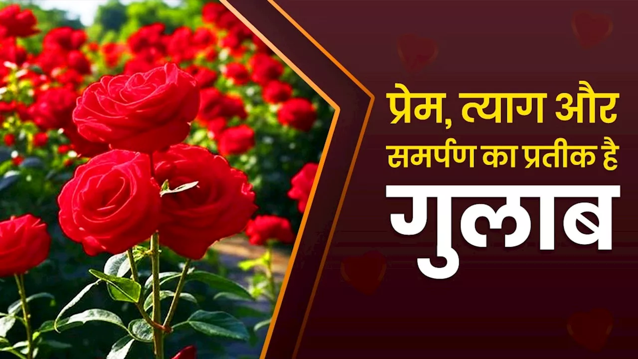 Rose Day: प्रेम, त्याग और समर्पण का प्रतीक... महज एक फूल नहीं, इश्क की पूरी दास्तान है गुलाब