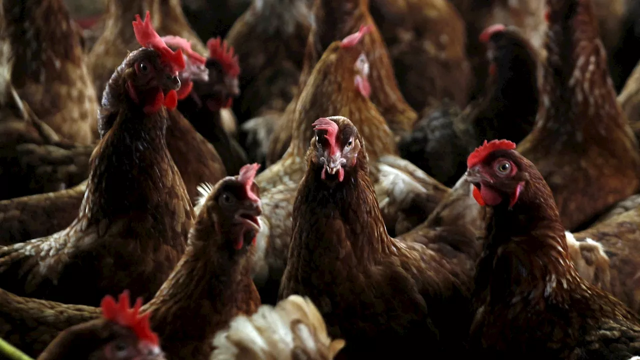 Live Bird Markets in New York Shut Down Due to Avian Flu Outbreaks