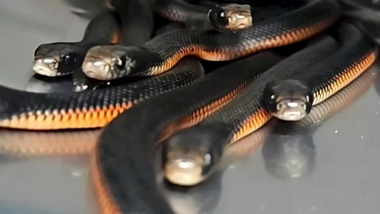 Over 100 Venomous Snakes Found in Sydney Backyard