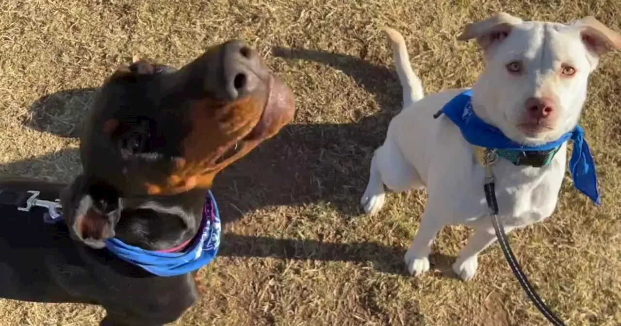 Arizona Puppies Ready to Bowl for Adoption