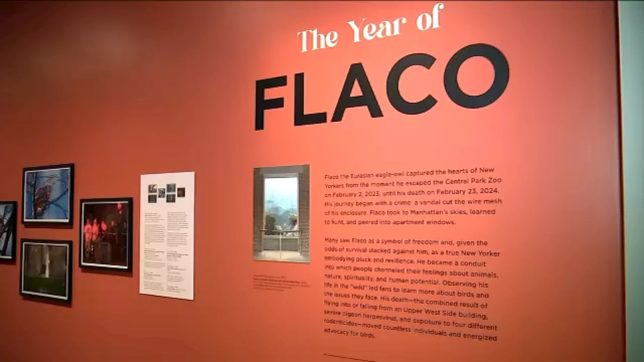 Flaco the owl commemorated with exhibit at the New York Historical