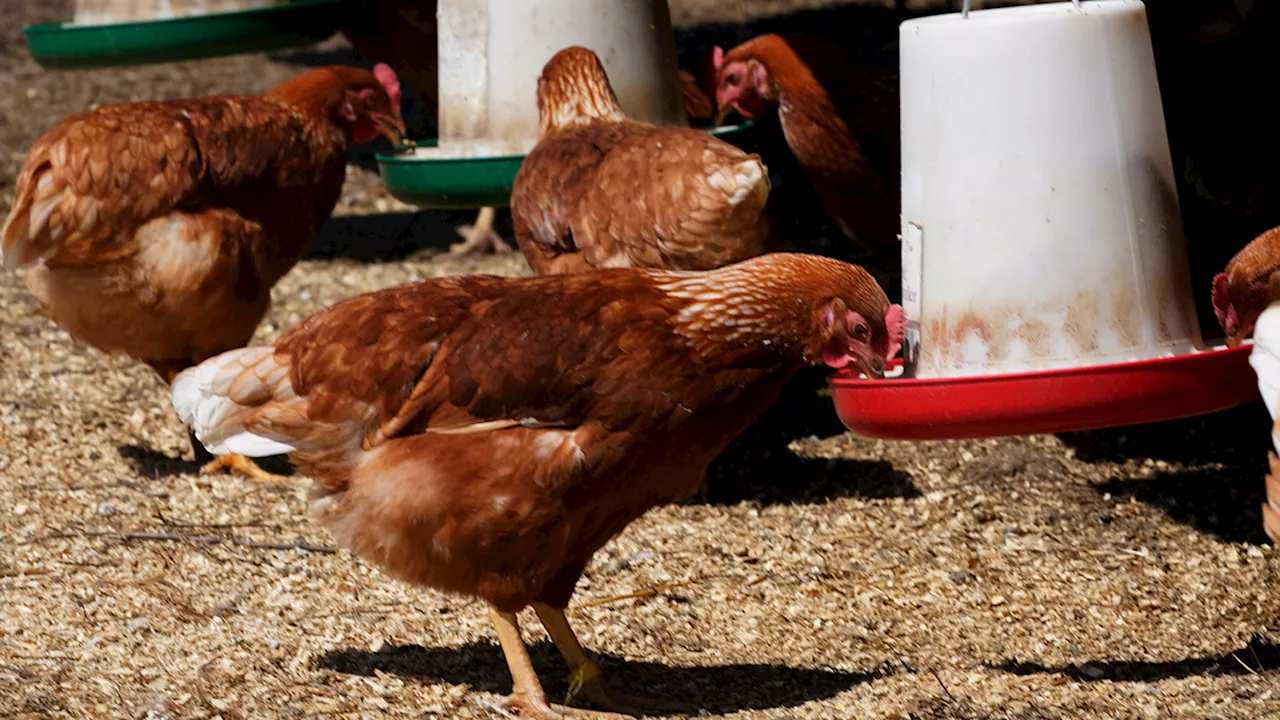 New York State Shuts Down Live Bird Markets Amid Avian Influenza Outbreaks