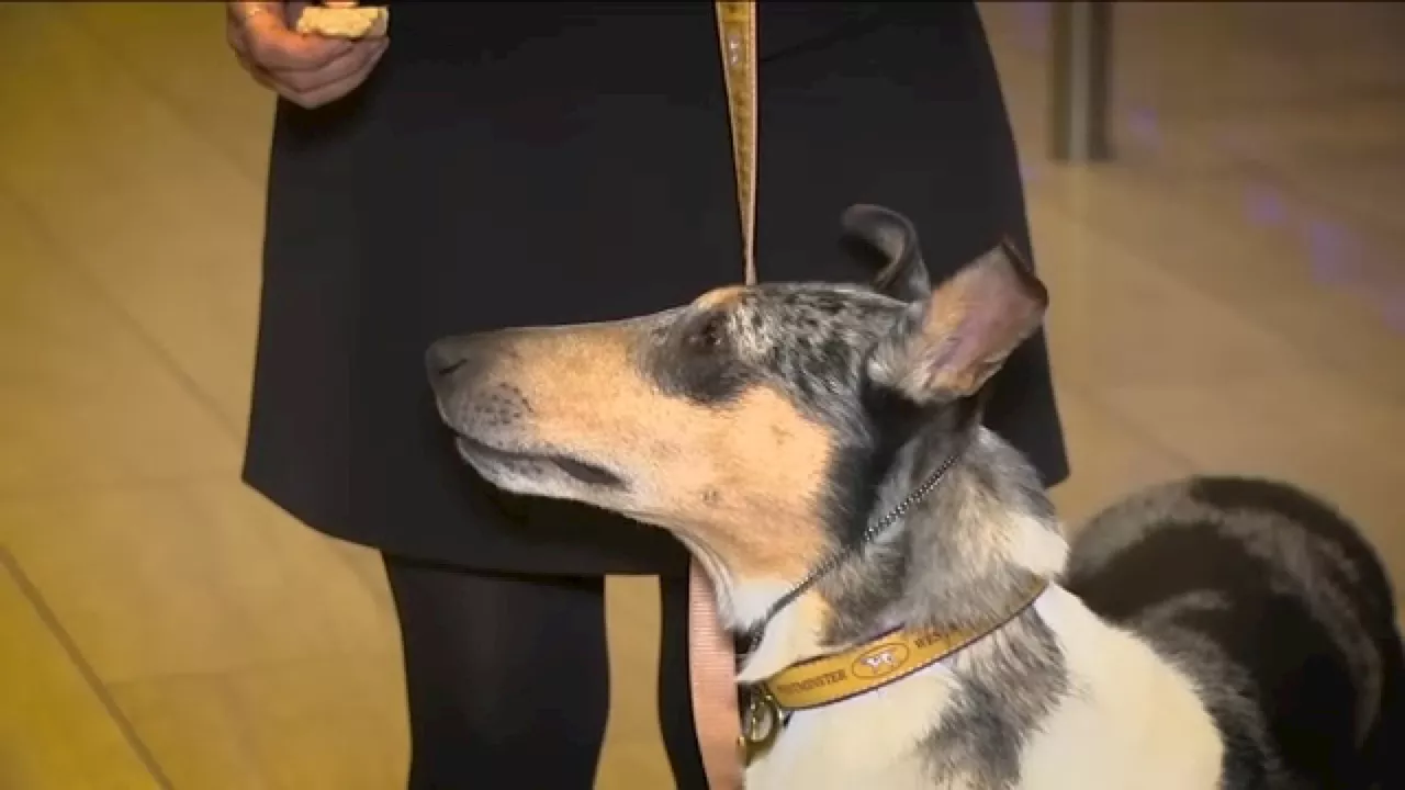 Westminster Kennel Club Dog Show Returns to Madison Square Garden