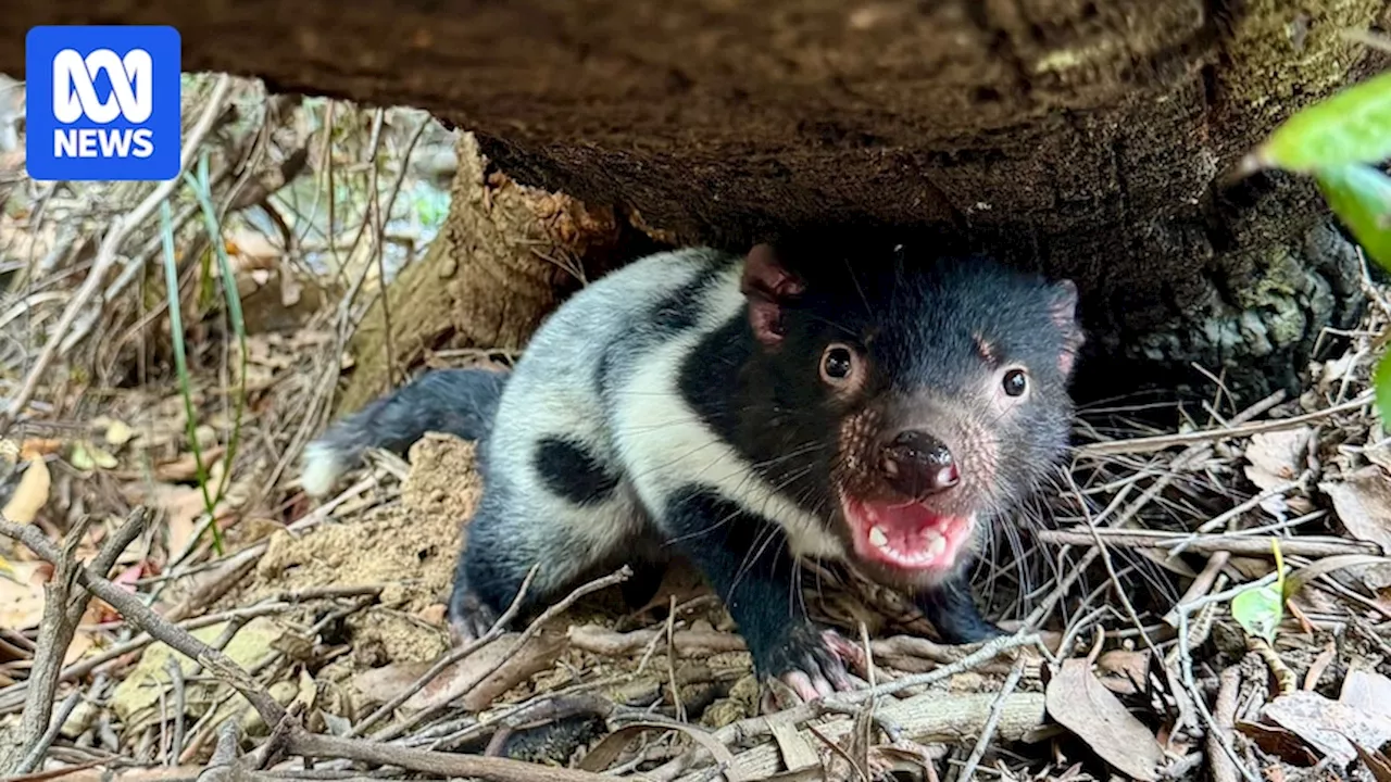 Rare Mostly White Tasmanian Devil Released into Wild