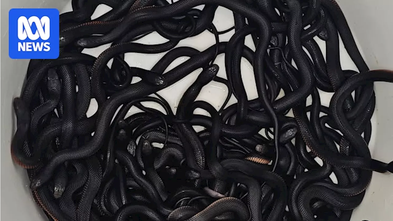 Record-Breaking Snake Nest Found in Sydney Backyard