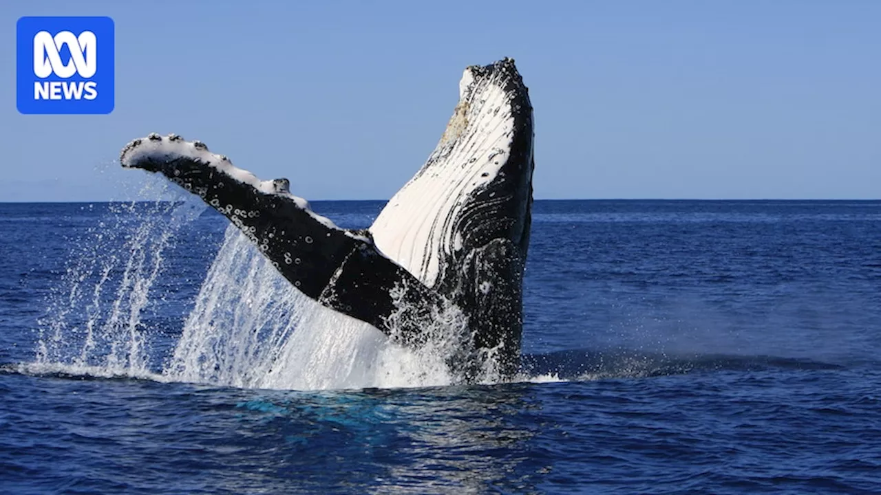 Whale Songs Share Structural Similarities with Human Language