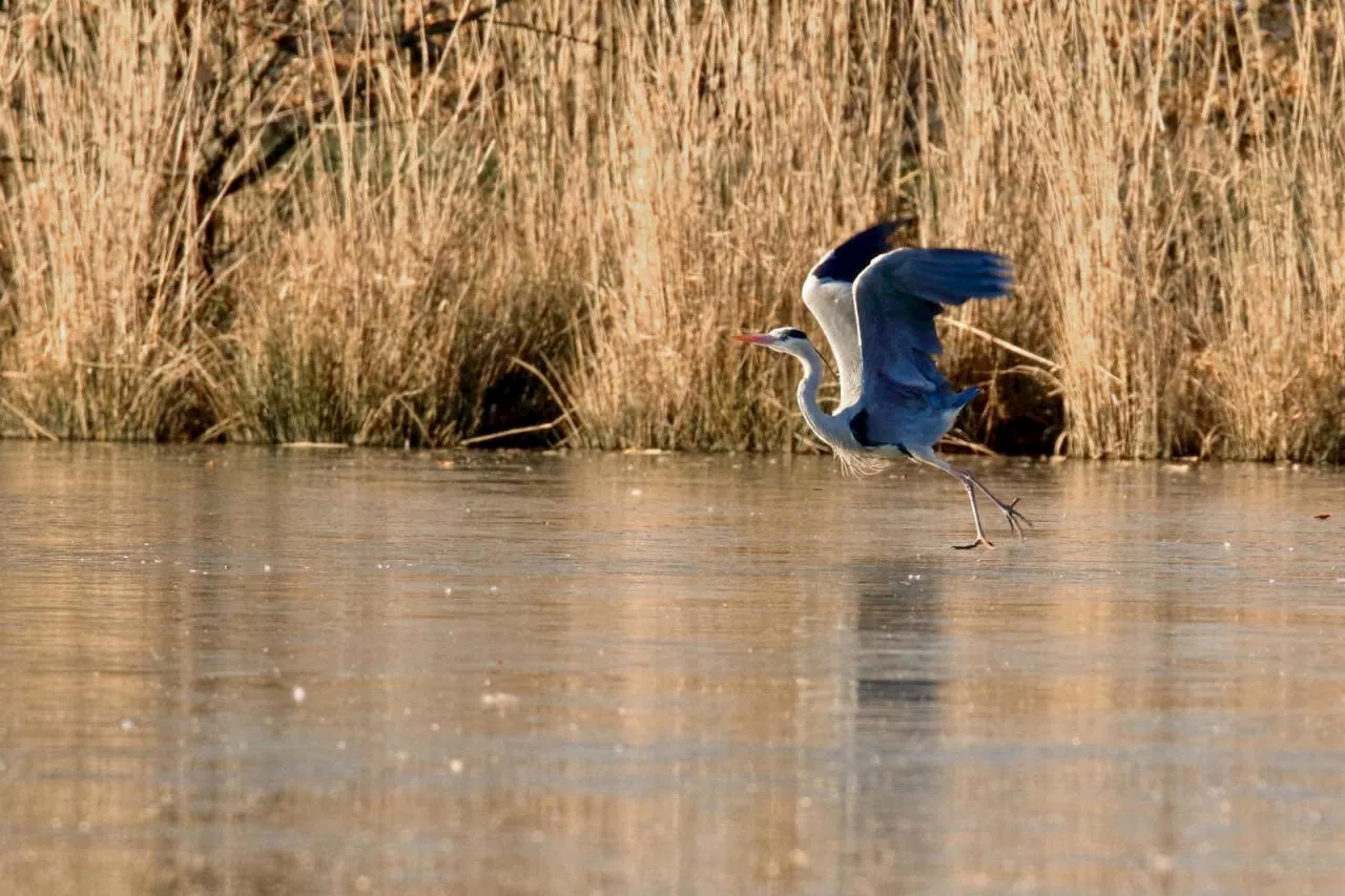 Villeneuve-en-Perseigne vise le label Territoire Engagé pour la Nature