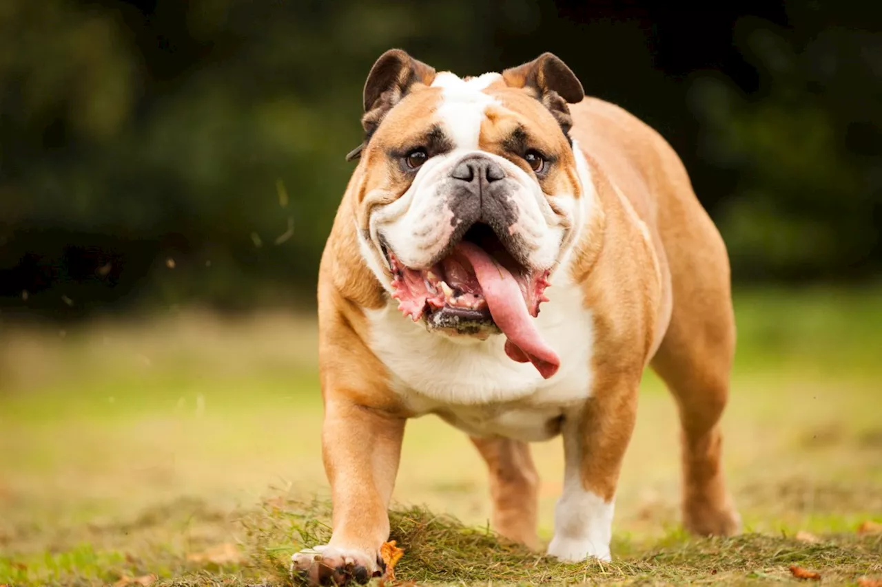 MUG Root Beer Crowns the 'Bestest BullDawg' at Westminster Kennel Club Dog Show