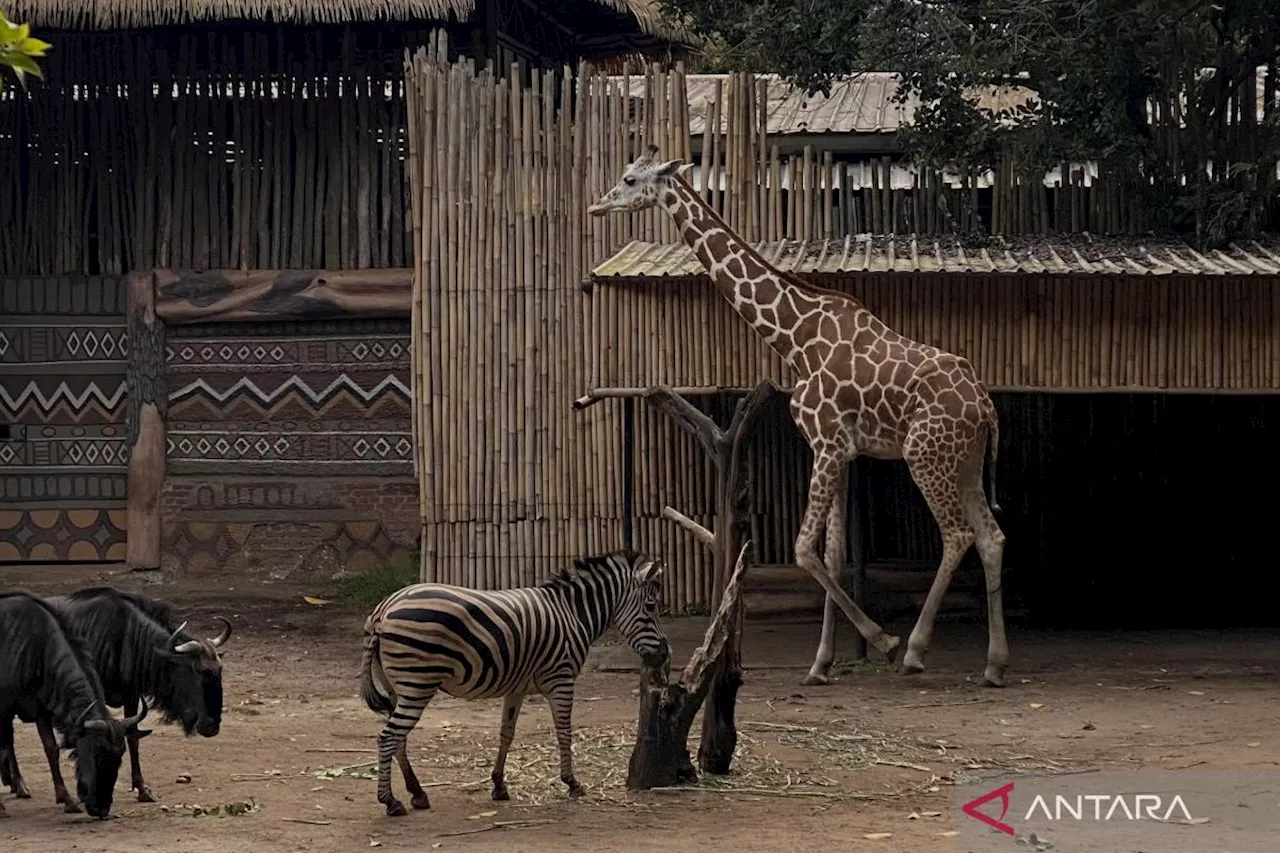 Bandung Zoo Tetap Operasional Normal Meski Disegel Kejati Jabar