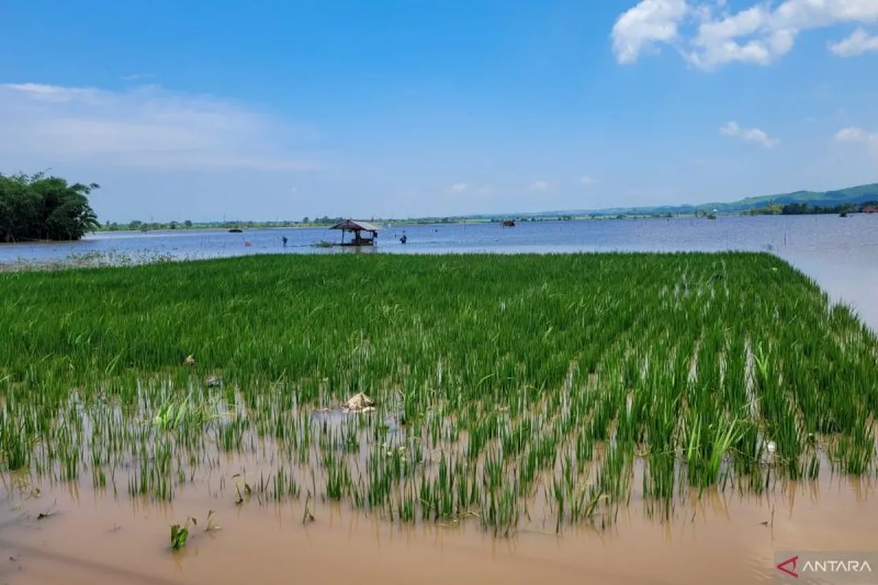 Banjir Situbondo: 680 Hektare Lahan Padi Terendam