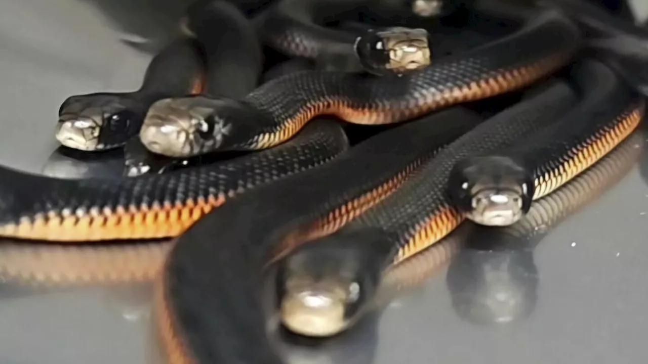 Over 100 Venomous Snakes Found in Sydney Backyard