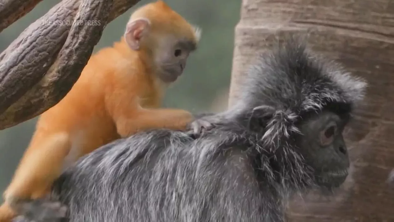 Rare Orange Baby Silvered Langur Makes Debut at Bronx Zoo