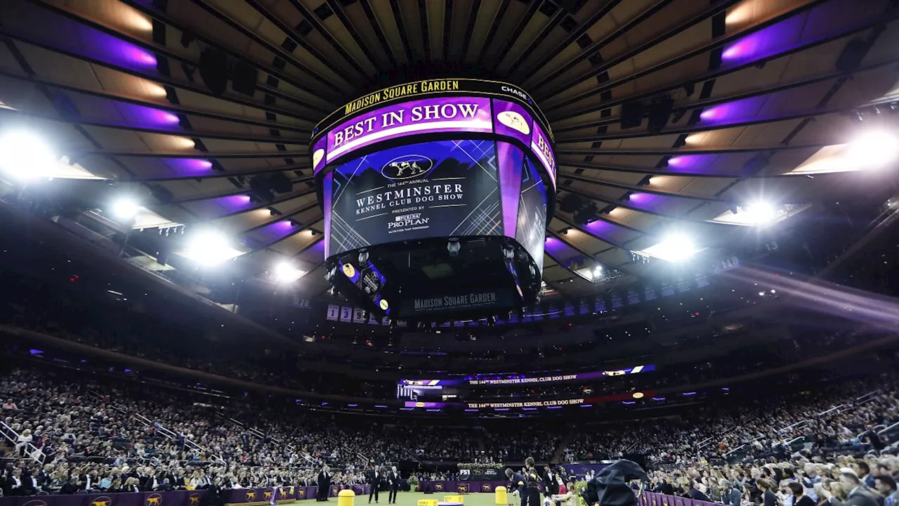 Sage, a Miniature Poodle, Claims Best in Show at Westminster Kennel Club Dog Show