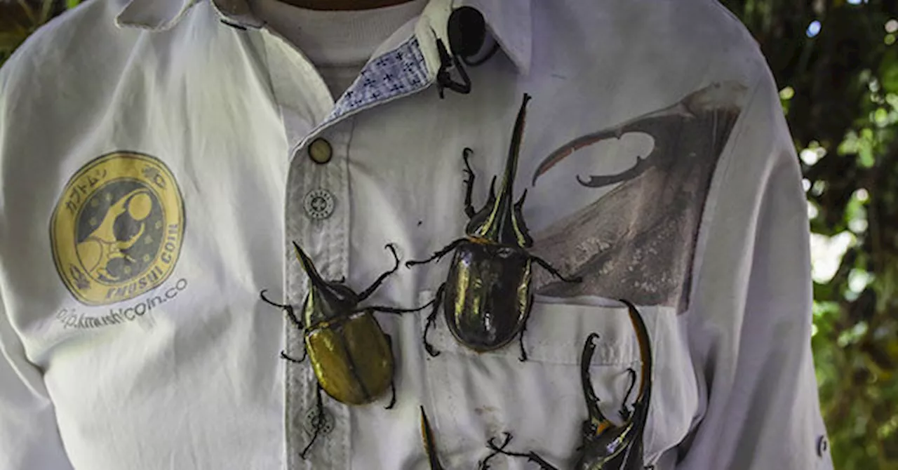 37 Giant Beetles Found Hidden in Japanese Snacks at LAX