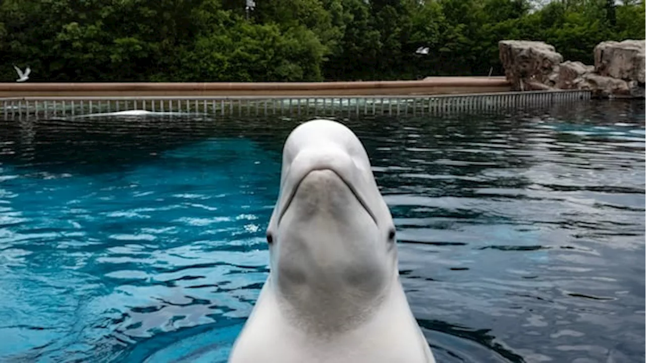 Marineland Euthanizes Another Beluga Whale, Raising Concerns About Animal Welfare