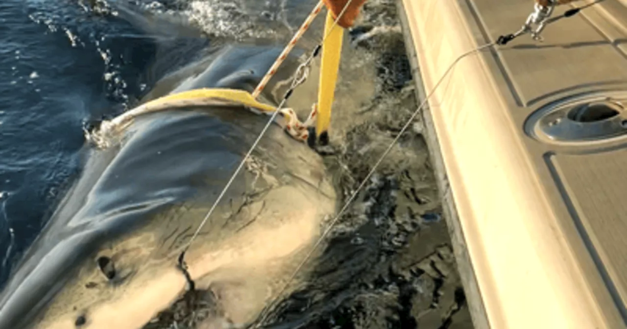 Record-Breaking White Shark 'Contender' Spotted Off Florida Coast