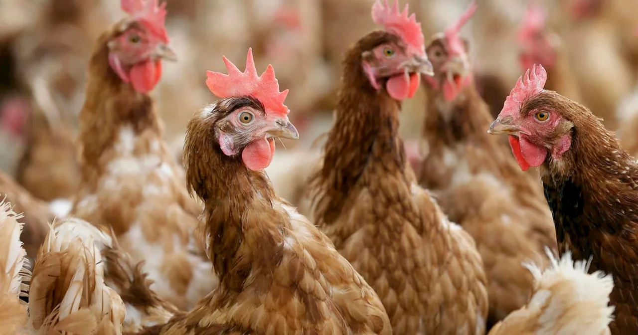 New York City Halts Live Bird Markets Over Bird Flu Fears