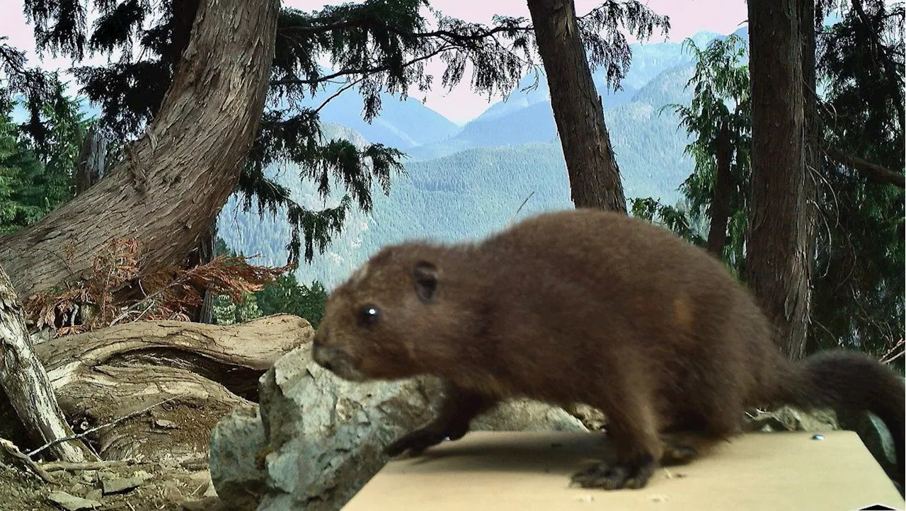 Technicians Use Innovative Scale to Monitor Vancouver Island Marmot Health