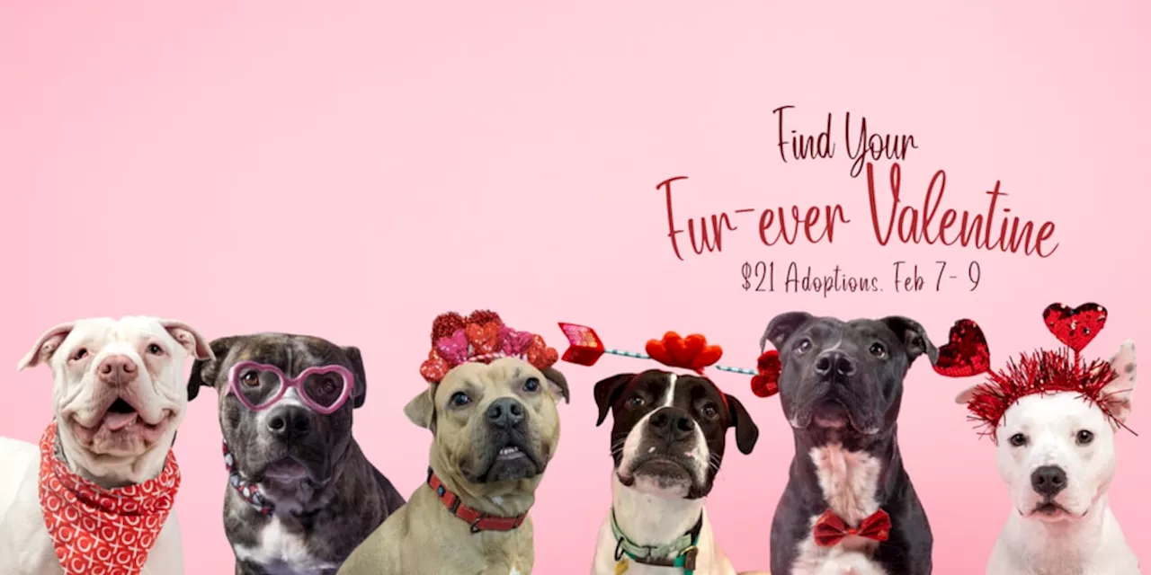 City Dogs Cleveland Reduces Adoption Fees for Valentine's Day