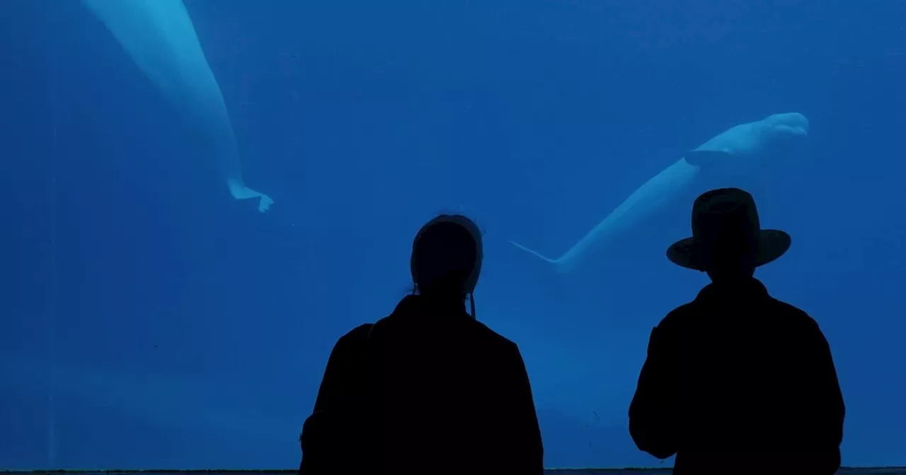 Marineland Euthanizes Beluga Whale Amidst Ongoing Animal Welfare Concerns