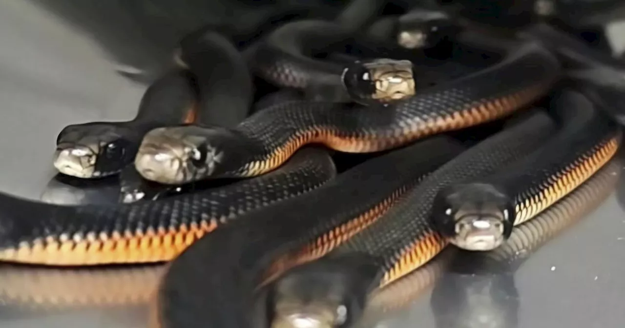 102 Red-Belly Black Snakes Found in Sydney Backyard