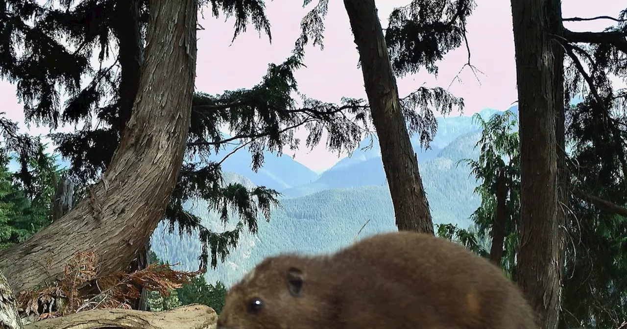 Larger Marmots May Have More Babies, Vancouver Island Study Suggests