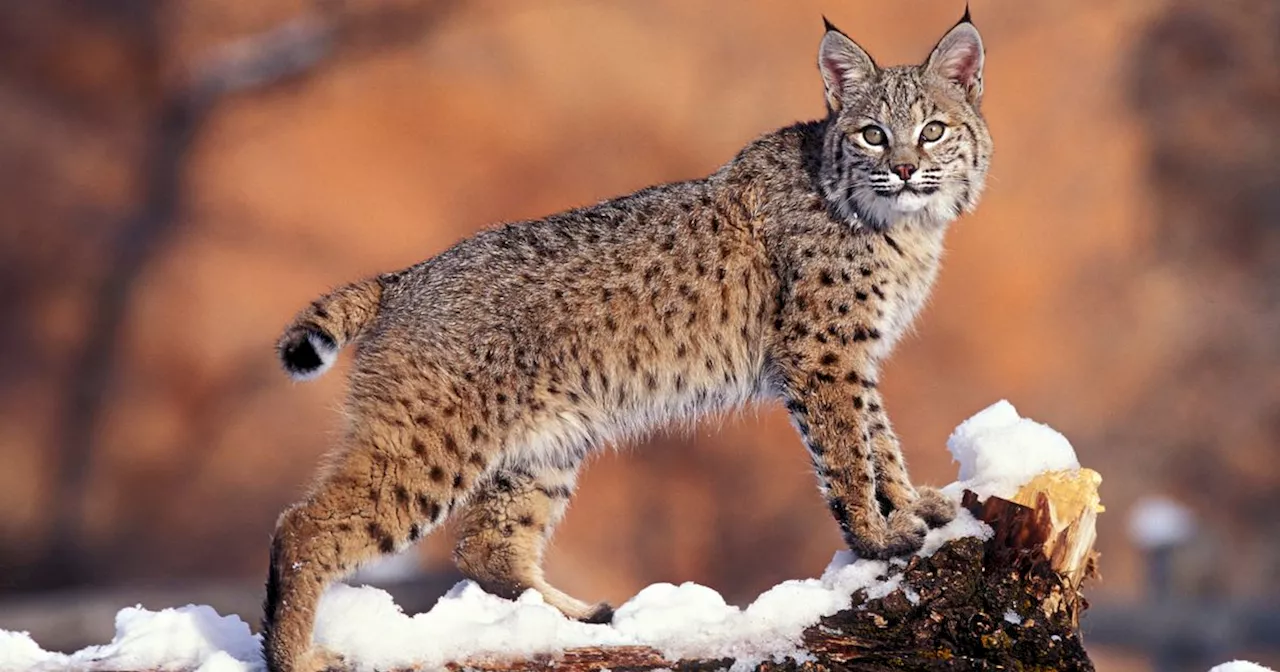 John Swinney rules out reintroduction of lynx or large carnivores in Scotland