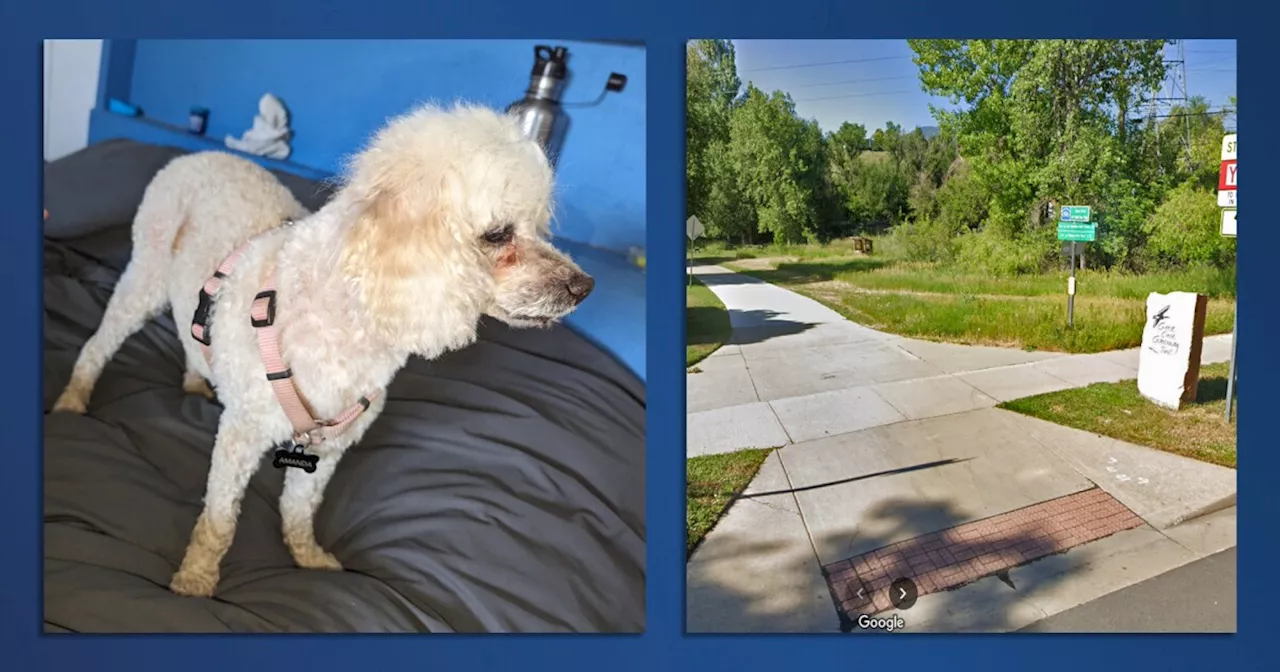 Police Seek Owner of Dog That Fatally Attacked Toy Poodle in Boulder