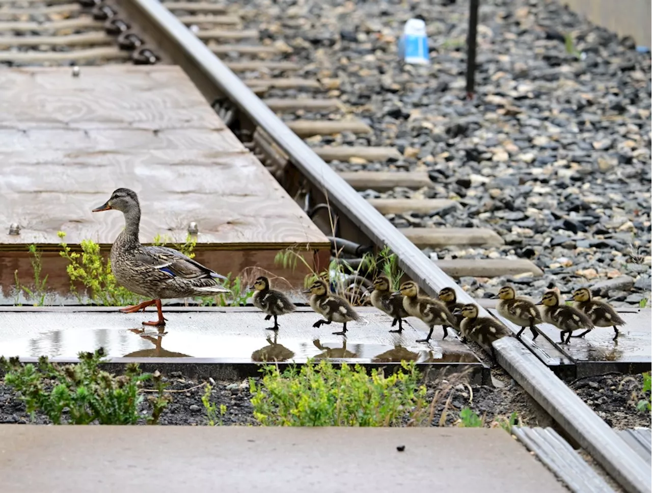 RTD Light Rail Maintenance to Cause Delays Next Week