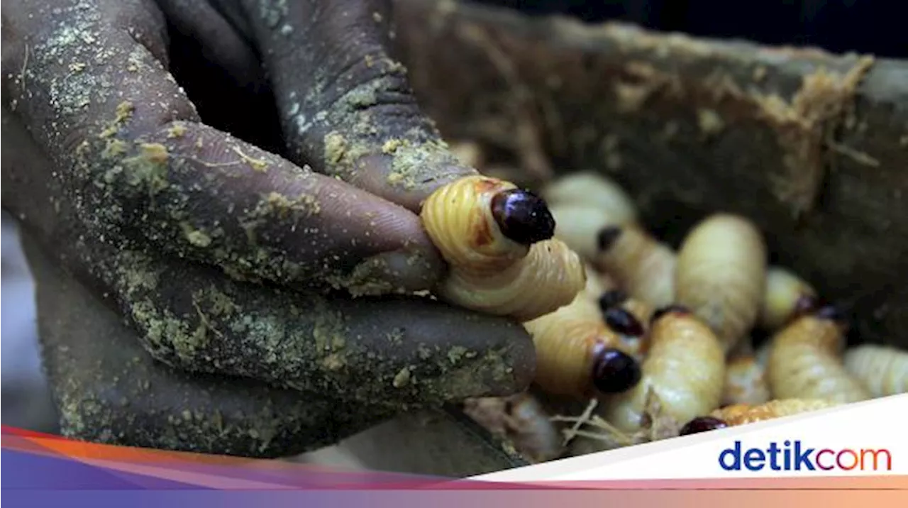 Menu Serangga di Makan Bergizi Gratis, Dosen Unair Sorot Gizi & Keamanan untuk Anak