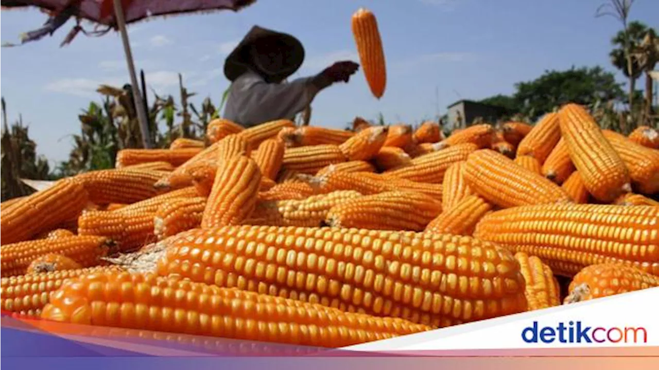 Tok! Harga Jagung di Petani Jadi Rp 5.500/Kg