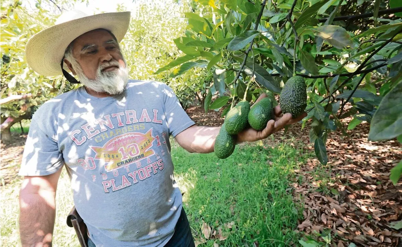 Aguacateros de Donato Guerra solicitan apoyos para exportar