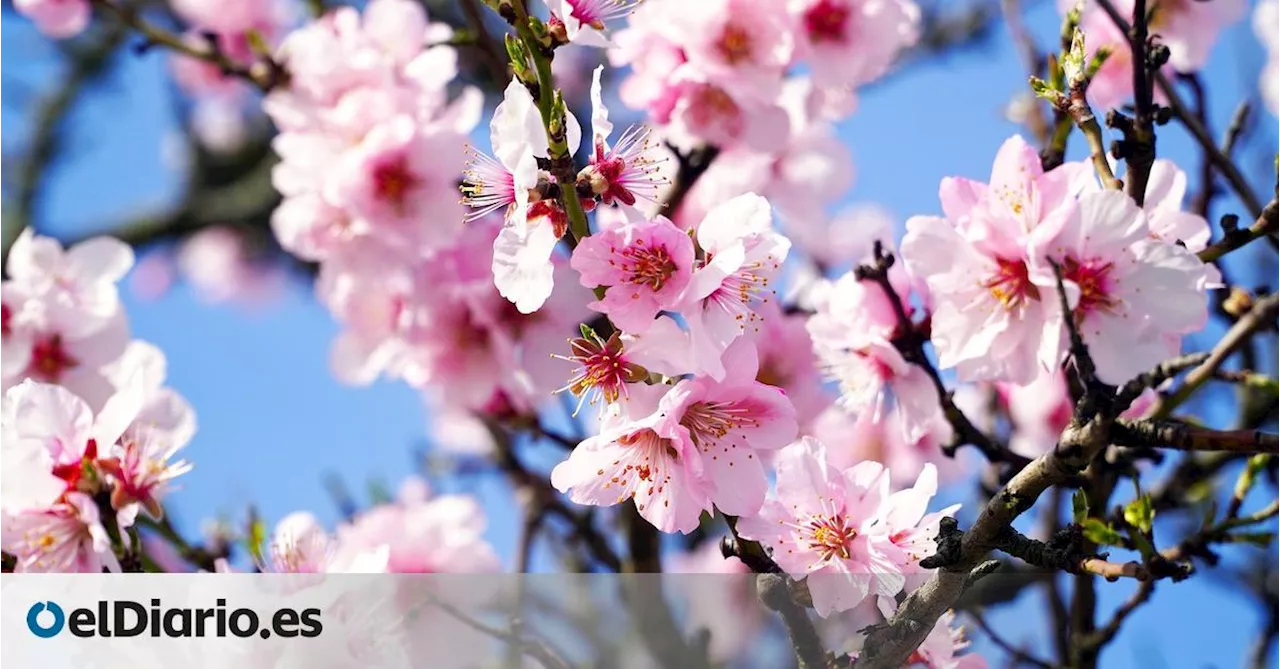 Almendros en flor: nueve sitios de España para disfrutarlos en todo su esplendor