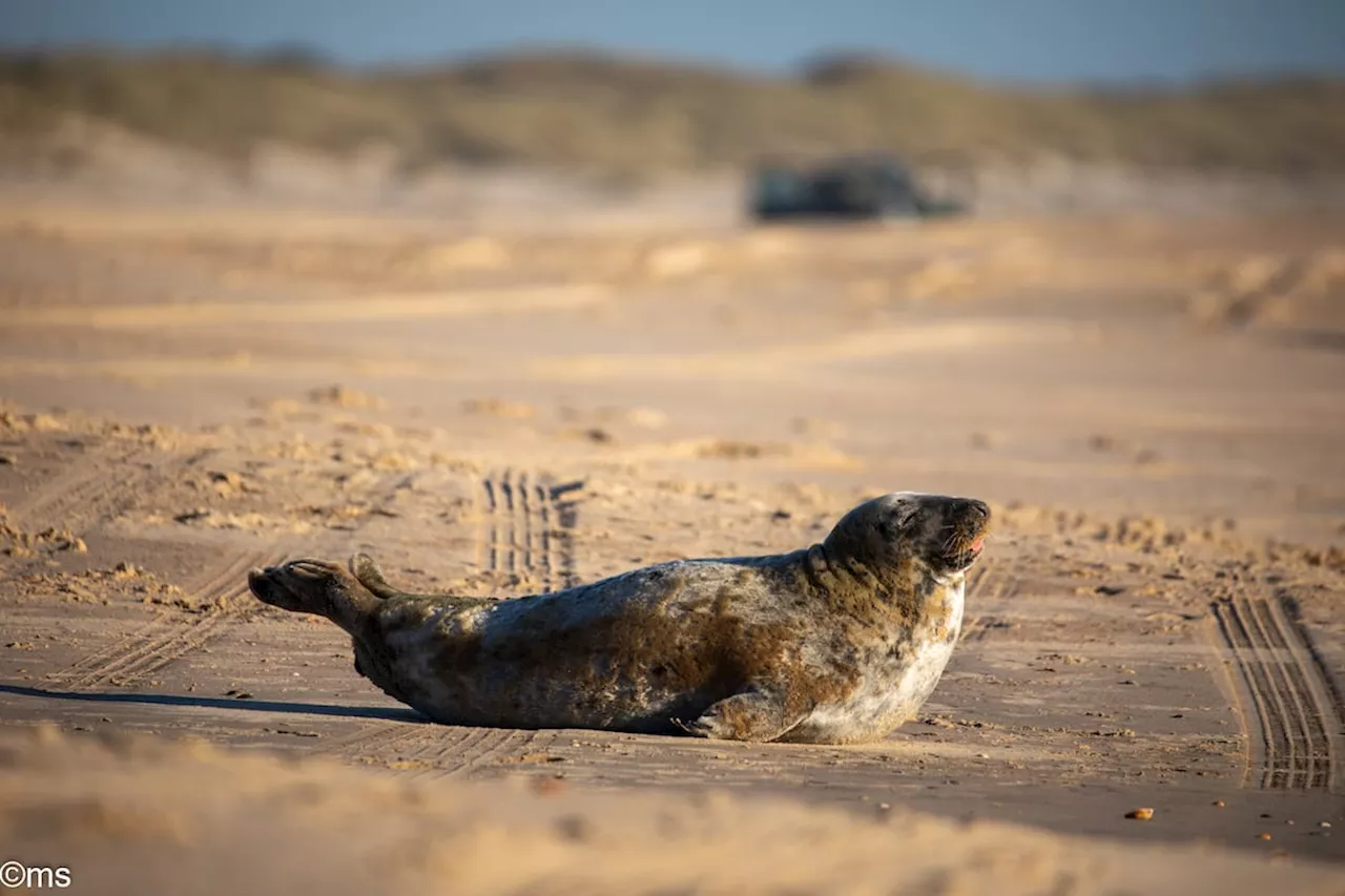 Focha-gris reaparece em Doñana após três anos de ausência