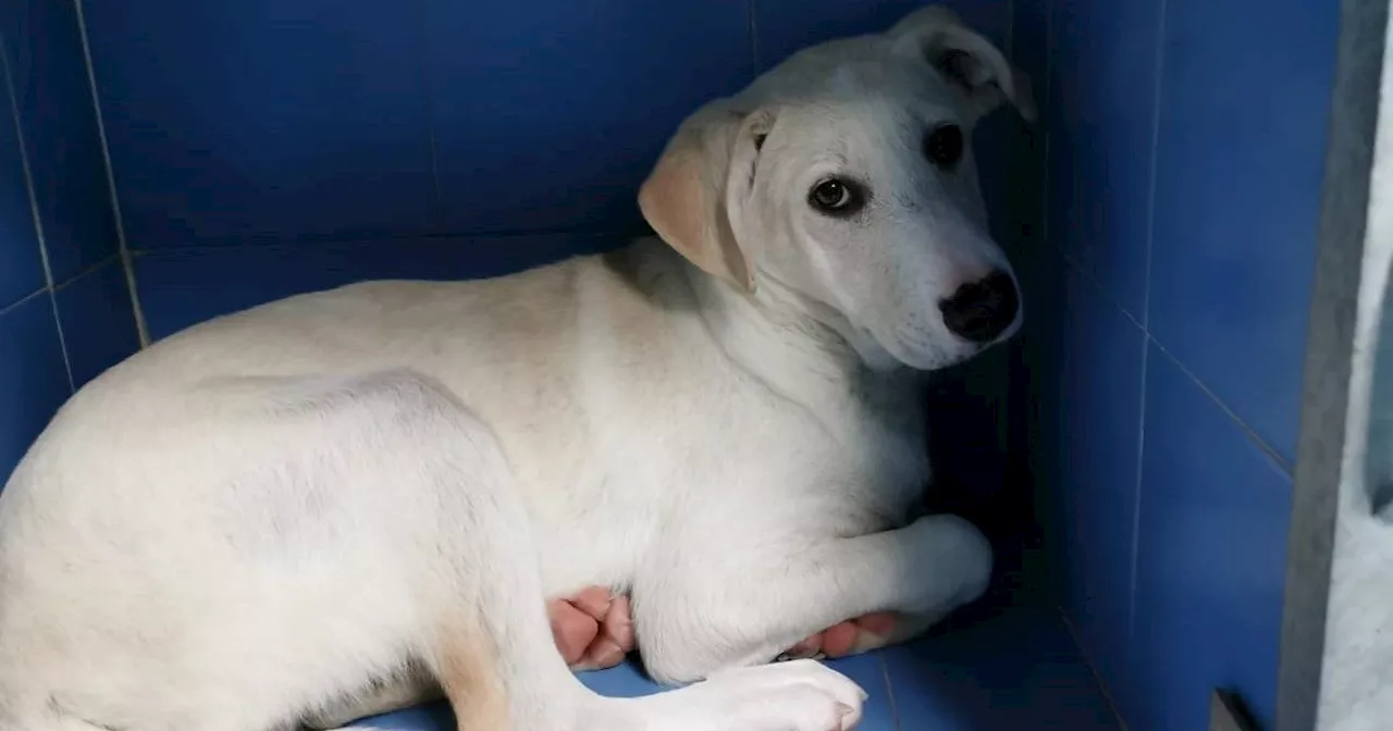 Uomo rinviato a giudizio per violenza sessuale su cagnolina