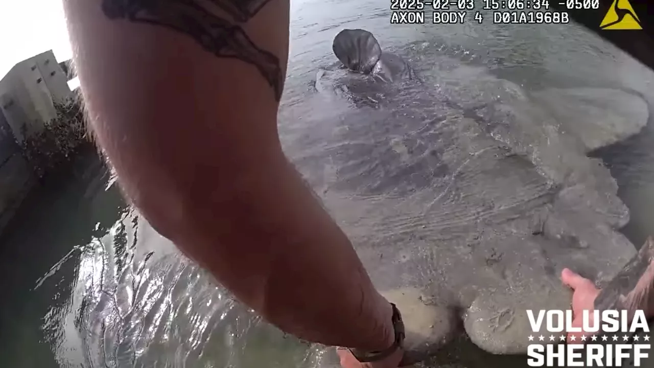 Massive Ocean Sunfish Found Stranded on Florida Beach