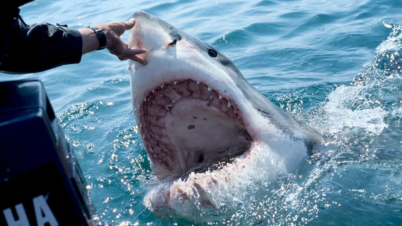 OCEARCH Tracks Potential Record-Breaking White Shark Off Florida Coast